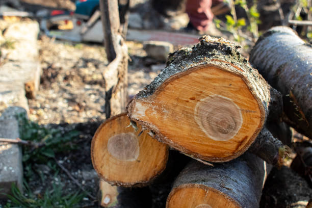 How Our Tree Care Process Works  in  Nashua, IA